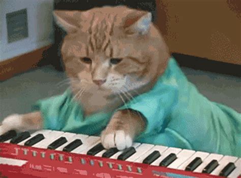 cat playing keyboard gif|cat smacking keyboard gif.